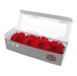 Gerbera criogenata Rosie