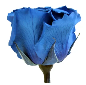 trandafir criogenat albastru
