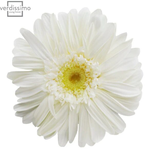 Gerbera criogenata Alba
