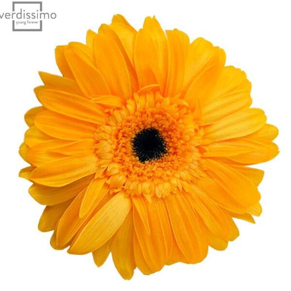Gerbera criogenata Galbena