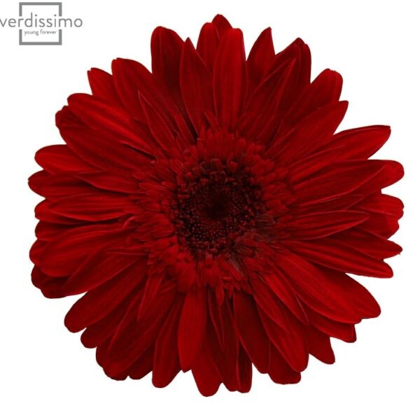 Gerbera criogenata Rosie