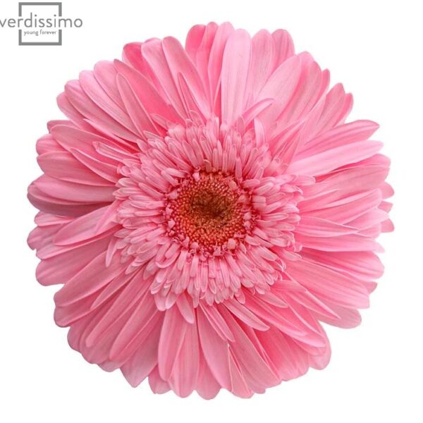 Gerbera criogenata Roz