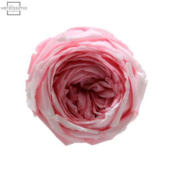Trandafir gradina criogenat Roz Pastel