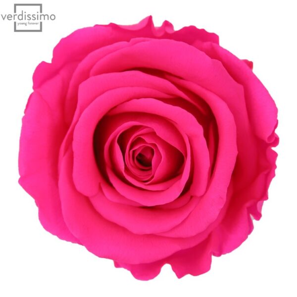 Trandafir criogenat Roz Magenta