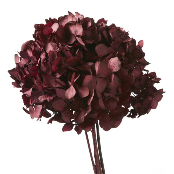 Hortensia criogenata Burgundy