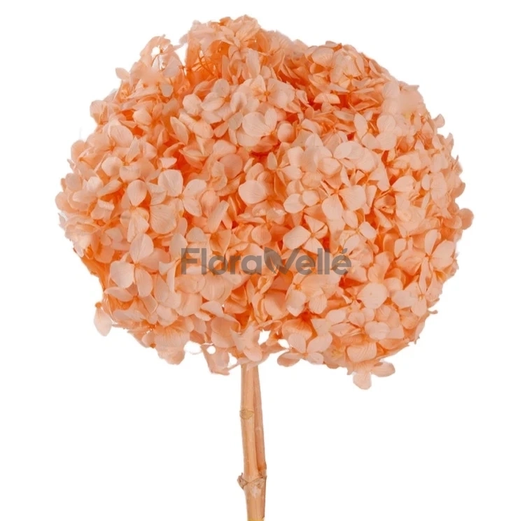 Hortensia criogenata Peach