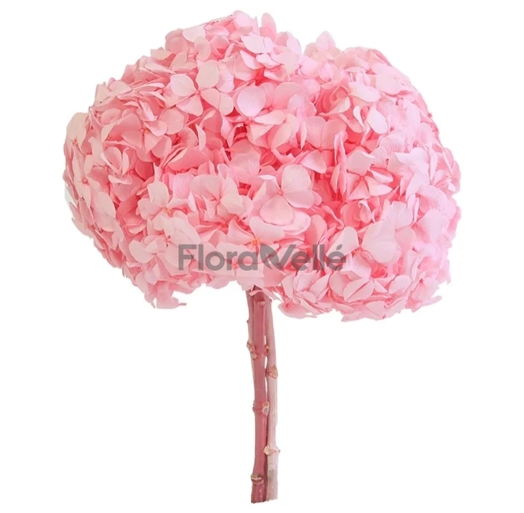 Hortensia criogenata Roz Pastel