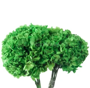 Hortensia criogenata Verde