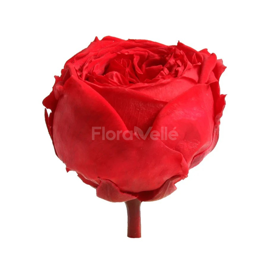 Trandafir gradina criogenat Rosu