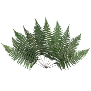 Feriga Parchment Fern stabilizata