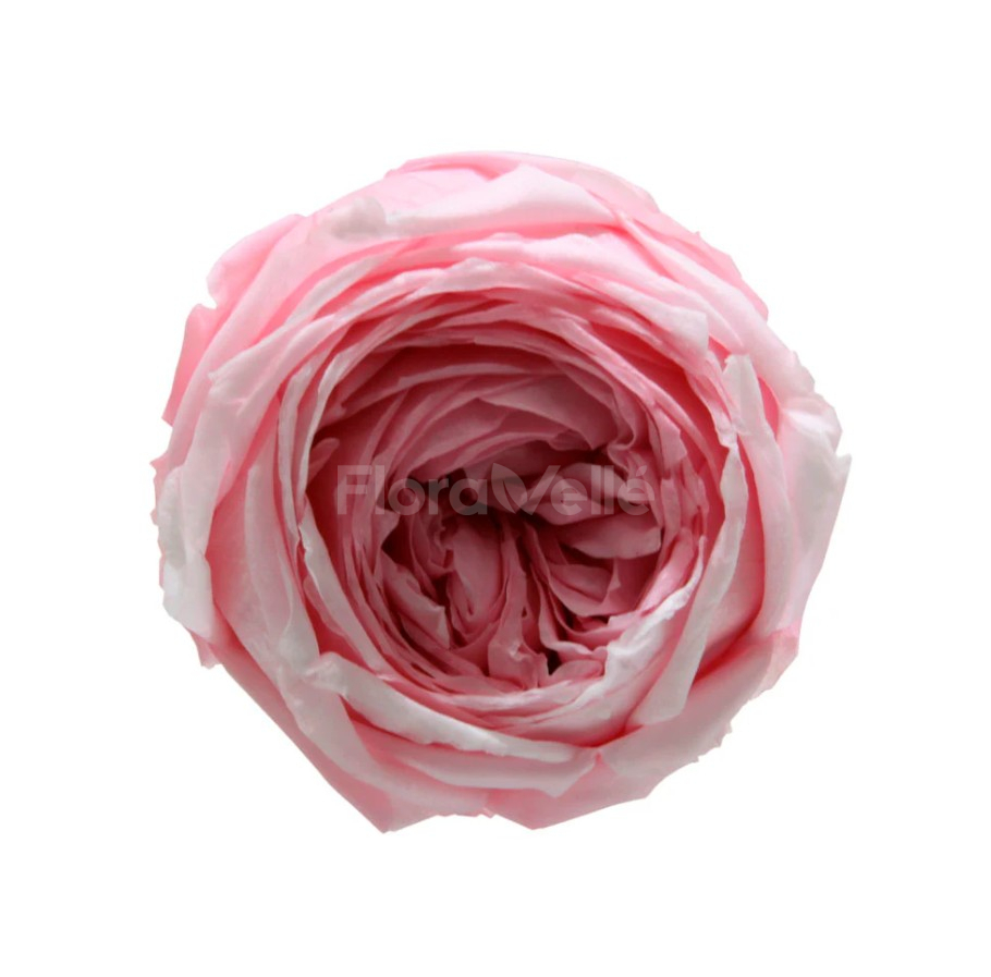 Trandafir gradina criogenat Roz Pastel