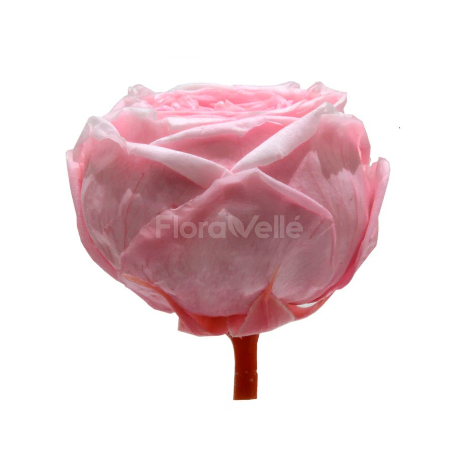 Trandafir gradina criogenat Roz Pastel