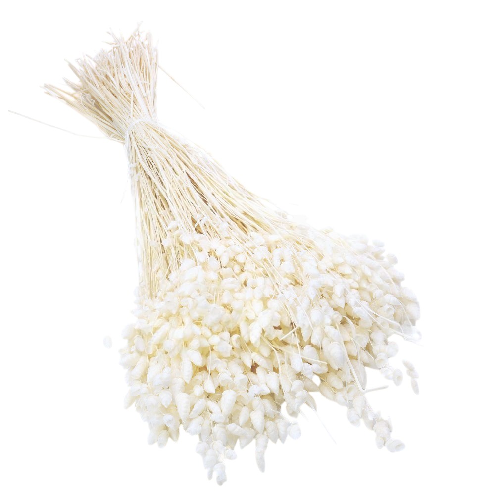 Briza Maxima uscata Alb