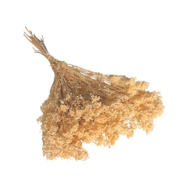 Broom Bloom uscat Bej Deschis/Crem   25/50/100 gr 