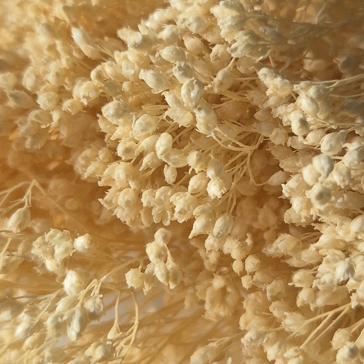 Broom Bloom uscat Bej Deschis/Crem 25/50/100 gr