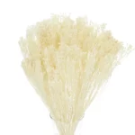 Broom Bloom uscat Bej/Crem  25/50/100 gr 