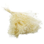 Broom Bloom uscat Bej Deschis/Crem