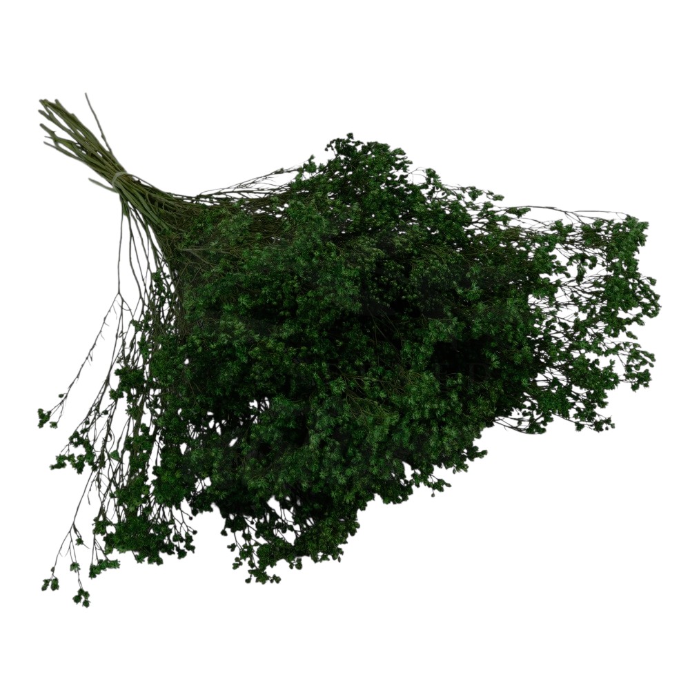 Broom Bloom uscat verde