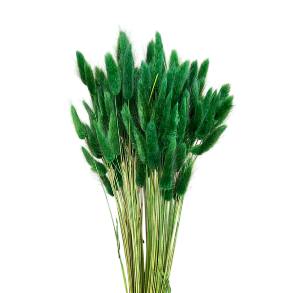 Lagurus uscat Verde