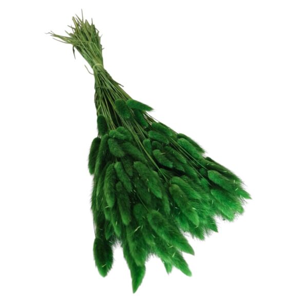 Lagurus uscat Verde