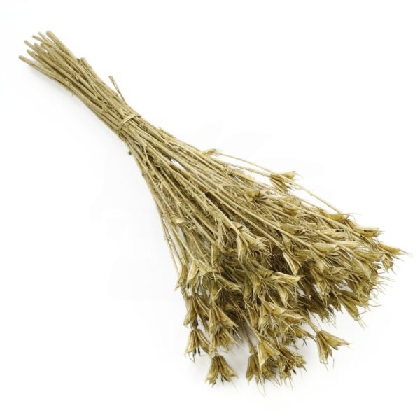 Nigella Orientalis uscata Auriu/Gold