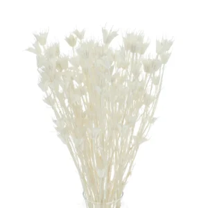 Nigella Orientalis uscata Alb