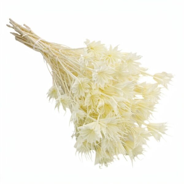 Nigella Orientalis uscata Bej Deschis/Crem   25/50/100 gr 