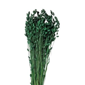 Briza Maxima uscata Verde - 25/50/100 gr.