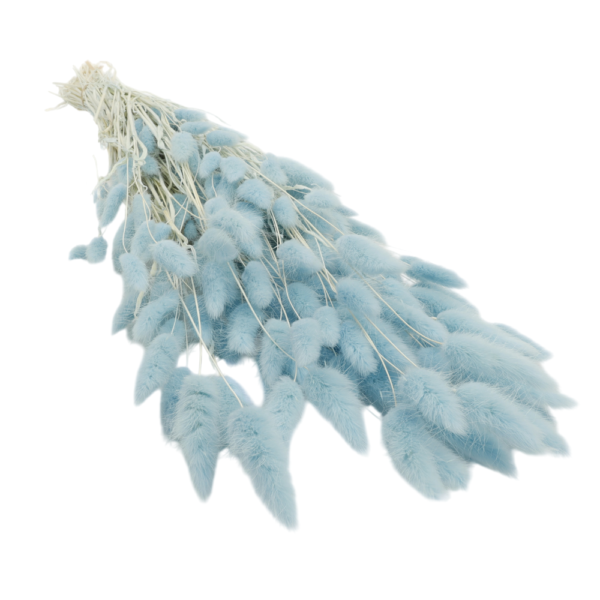 Lagurus uscat Albastru Deschis/Baby Blue