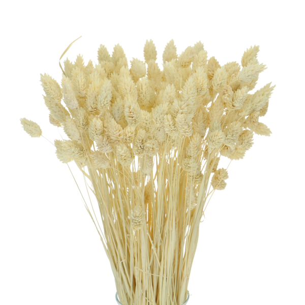 Talaris uscat Bej deschis/Crem