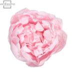 Bujori criogenati flori criogenate ecriogenat trandafir roz pastel
