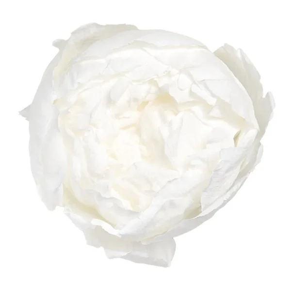 Bujor Paeonia Alb criogenat