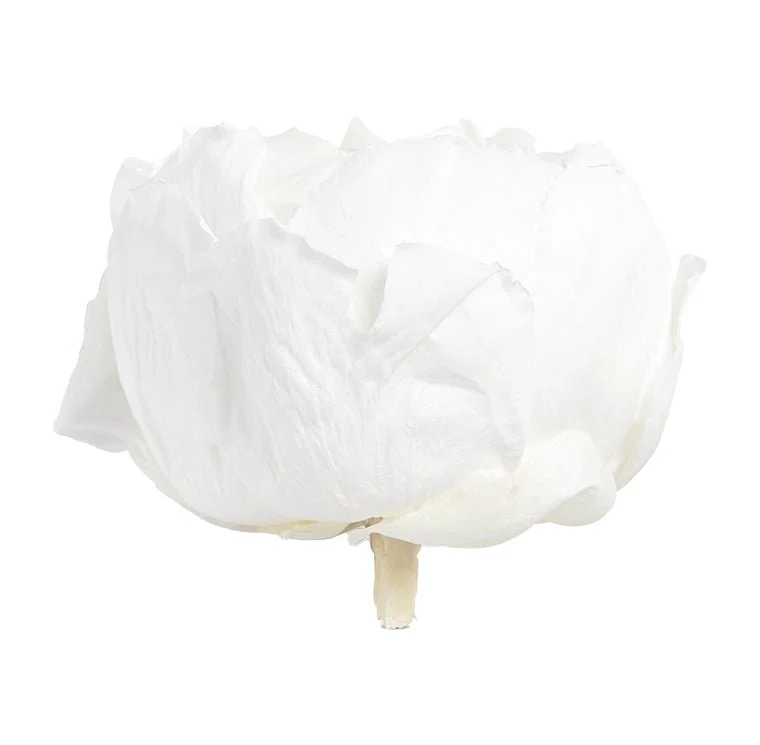 Bujor Paeonia Alb criogenat