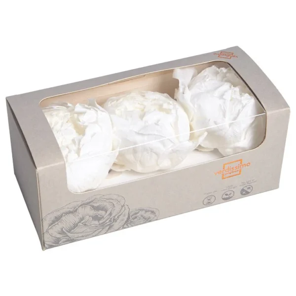 Bujor Paeonia Alb criogenat