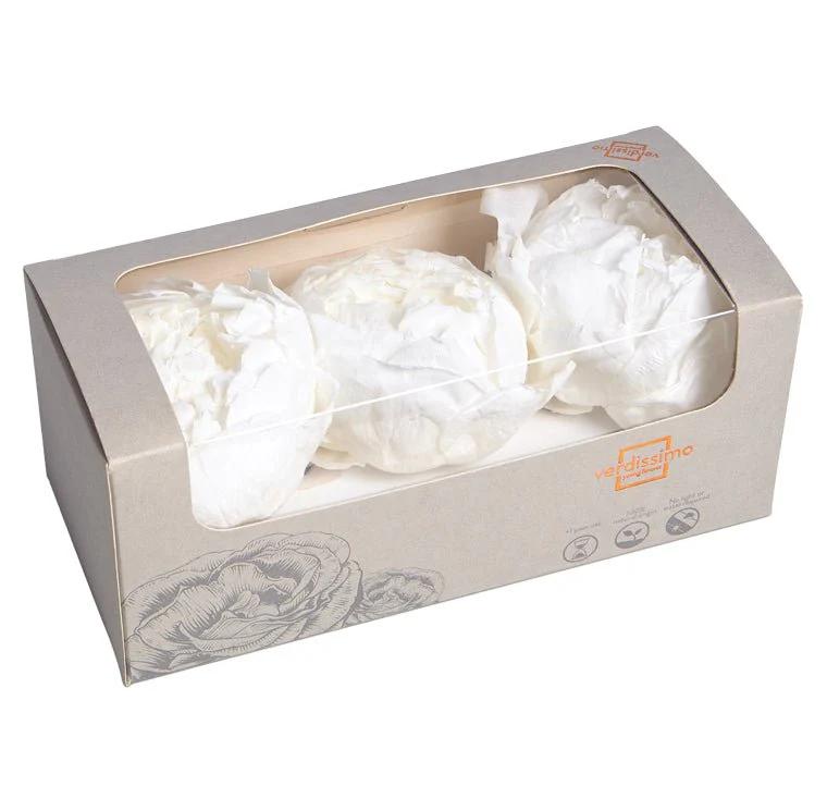 Bujor Paeonia Alb criogenat