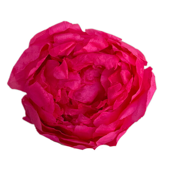 Bujor Paeonia Roz Inchis criogenat