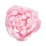 Bujor Paeonia Roz Pastel criogenat