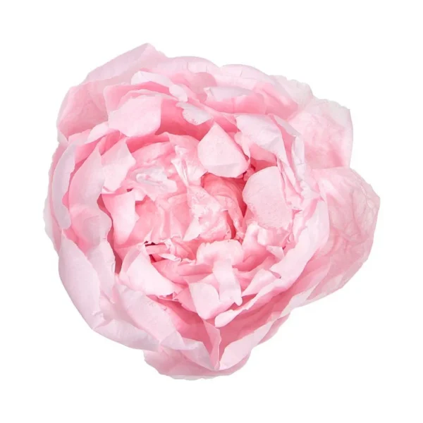 Bujor Paeonia Roz Pastel criogenat