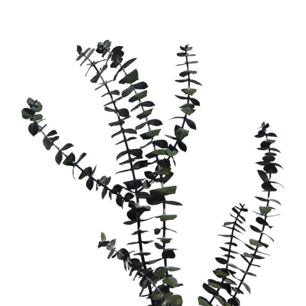 Eucalipt Baby Blue criogenat