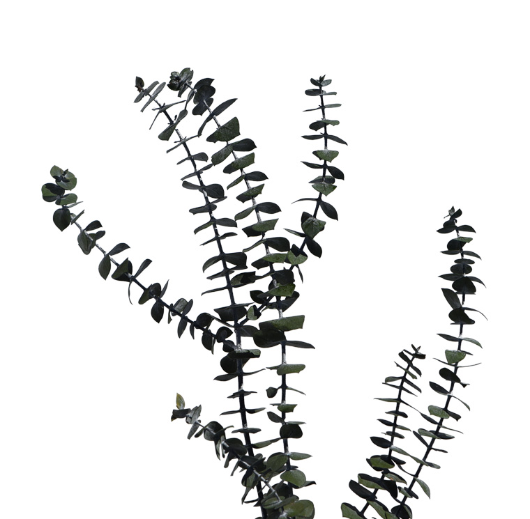 Eucalipt Baby Blue criogenat