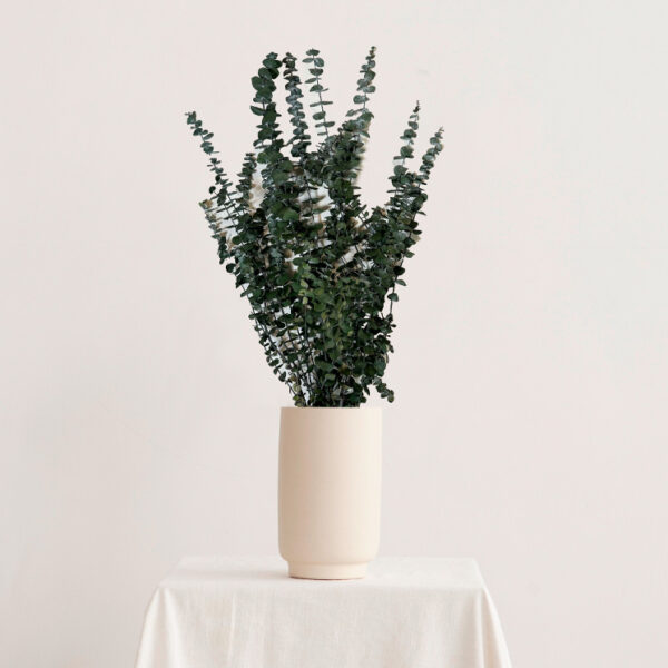 Eucalipt Baby Blue criogenat