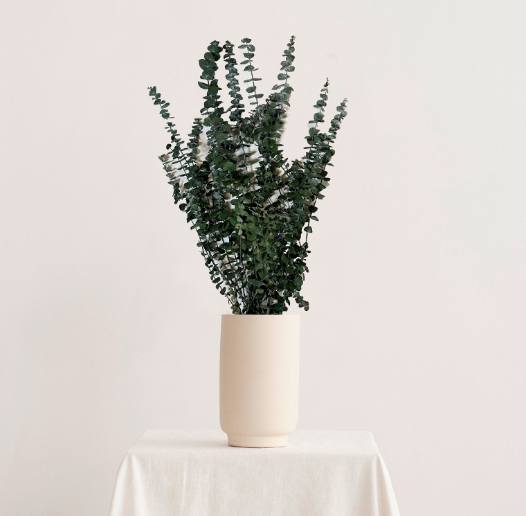 Eucalipt Baby Blue criogenat