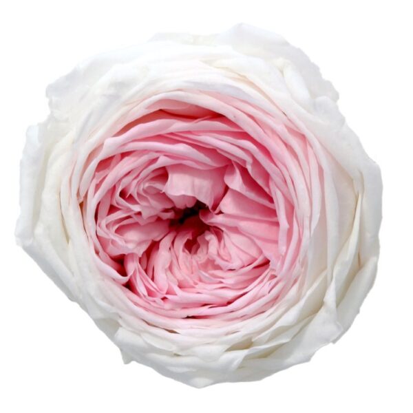 Trandafir gradina criogenat Bicolor Alb Roz