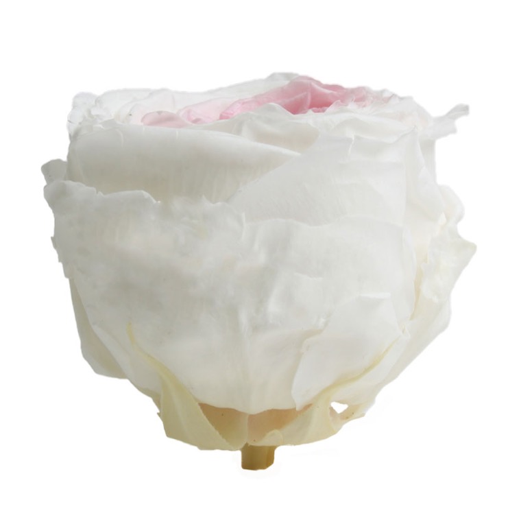 Trandafir gradina criogenat Bicolor Alb Roz