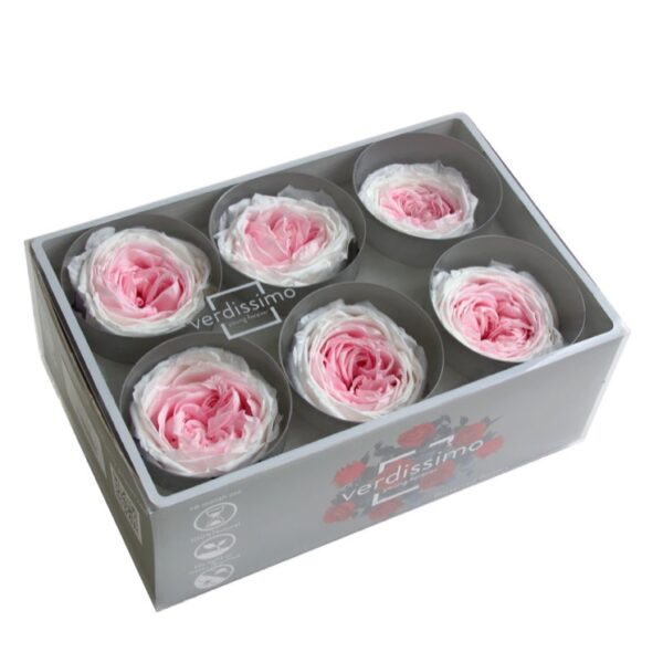 Trandafir gradina criogenat Bicolor Alb Roz