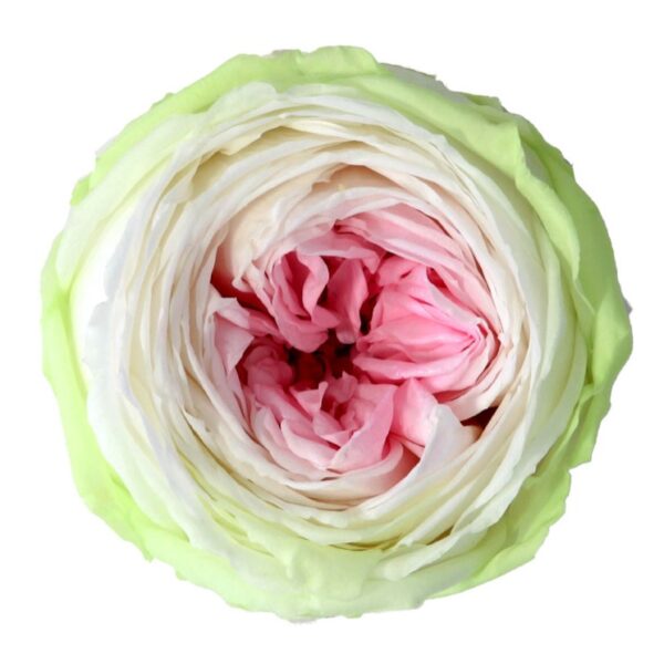 Trandafiri criogenati flori criogenate floravelle trandafir gradina tricolor