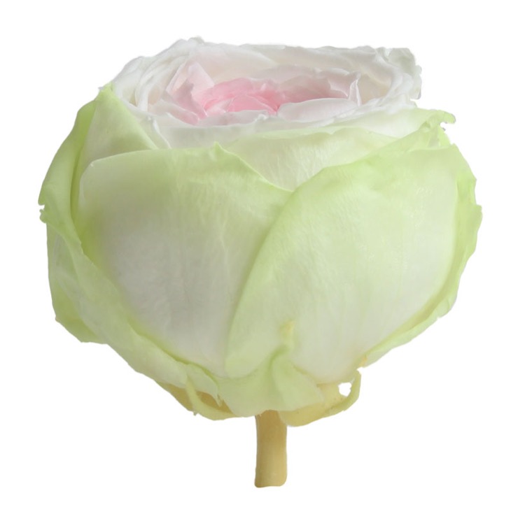 Trandafir gradina criogenat Tricolor Alb Roz Verde   imagine 3