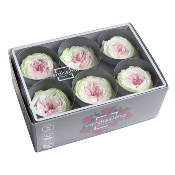 Trandafir gradina criogenat Tricolor Alb Roz Verde