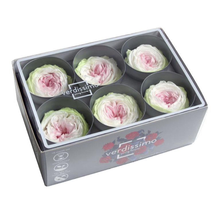 Trandafir gradina criogenat Tricolor Alb Roz Verde