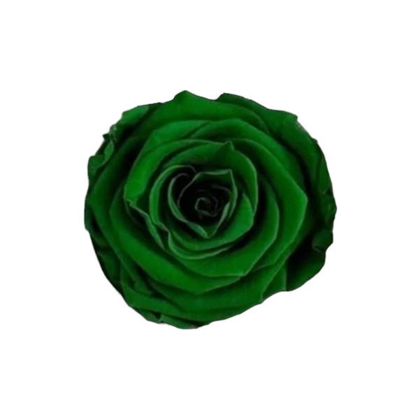 Trandafir criogenat verde